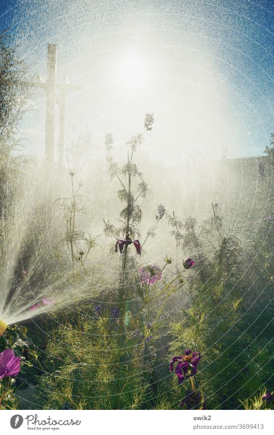 Terrible Exterior shot Plant Wet Water Garden Drops of water Cast Day Close-up Rain Damp Shower Bright Deserted Nature Sunlight bushes Beautiful weather