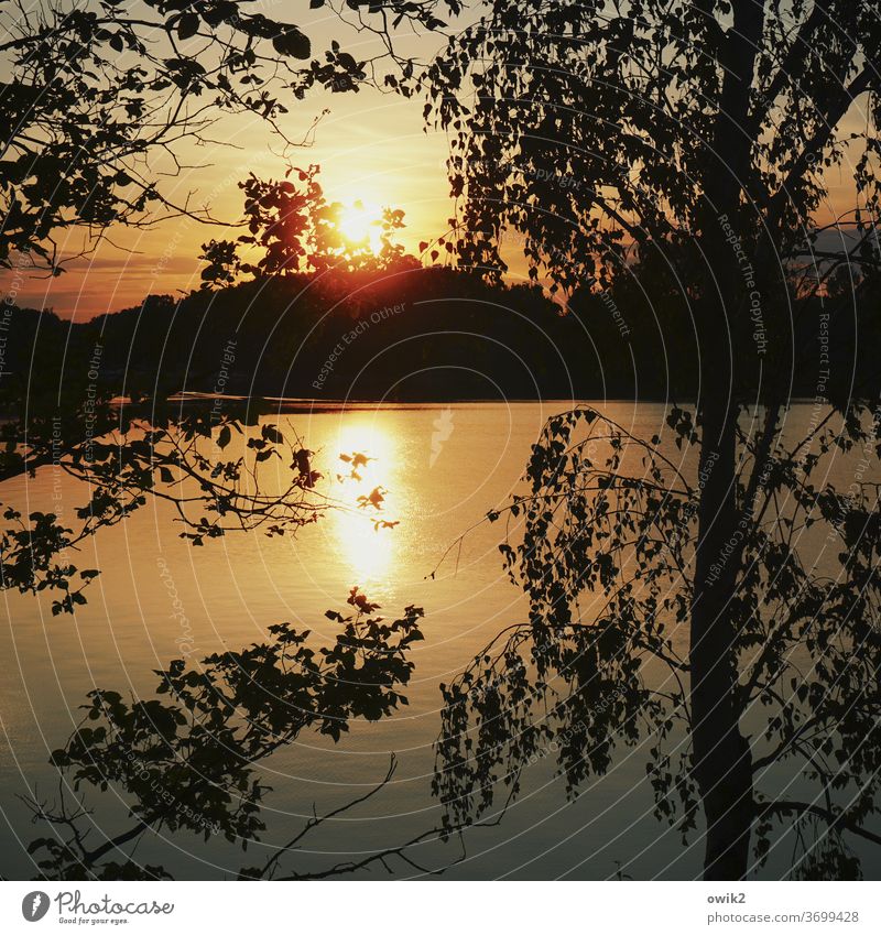Sun behind the branch Environment Sunset Landscape Lake Light tree Deserted Exterior shot Colour photo Contrast Nature Idyll Copy Space bottom Beautiful weather