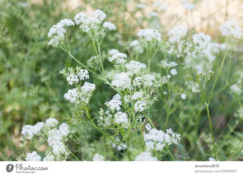 White wild flower meadow Meadow meadow flowers Pick spring Summer Nature bleed Garden Plant Exterior shot Colour photo green Flower meadow Blossoming