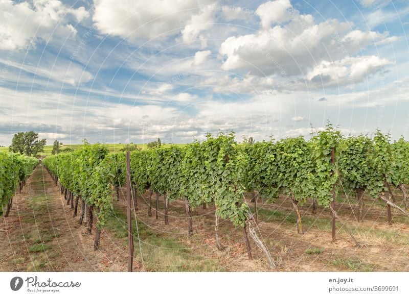 Vines in the Palatinate under a beautiful cloud sky vines Vineyard palatinate Rhineland-Palatinate Agriculture Wine growing Sky Clouds Wide angle Idyll green