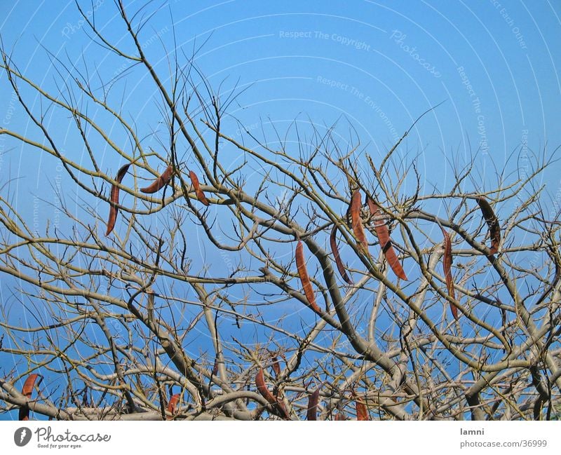 Wild branches Branchage Tree Muddled Twig Plantlet