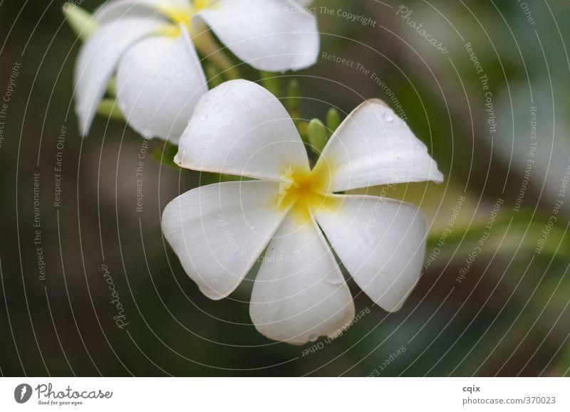 Leelawadee Plant Drops of water Tree Flower Exotic Passion Beautiful Wanderlust Thailand Frangipani Colour photo Exterior shot Detail Evening