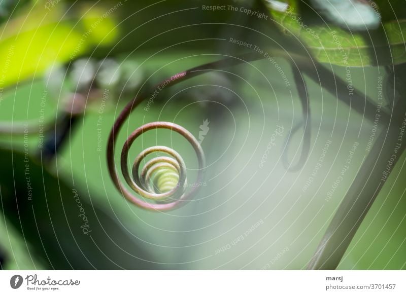 Plant part rotating around itself shoot tendril Spiral Tendril self-centered egocentric Part of the plant Style Elegant Mysterious spirally whorls natural
