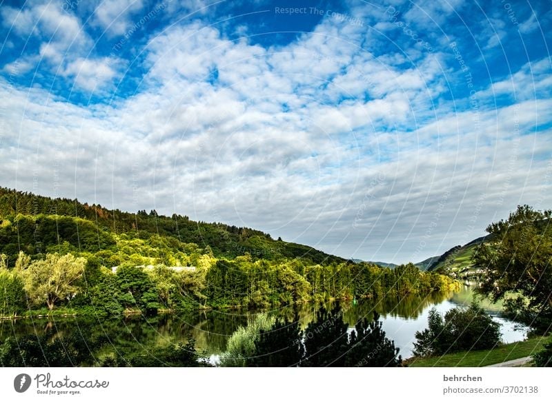 Wine Hiking Lanes & trails Hunsrück Moselle valley Wine growing Rhineland-Palatinate Mosel (wine-growing area) vine Vineyard Bunch of grapes Landscape Mountain