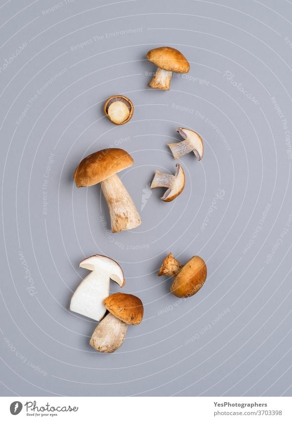 Mushrooms flat lay on a gray table. Boletus edulis mushroom isolated on a colored background above view autumn boletus brown cut out eatable edible fall food
