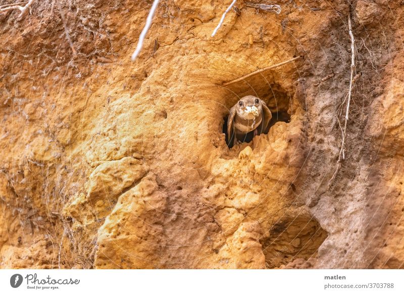 batman sand martin takes off from steep face launch Flying Feed animal portrait Root Deserted