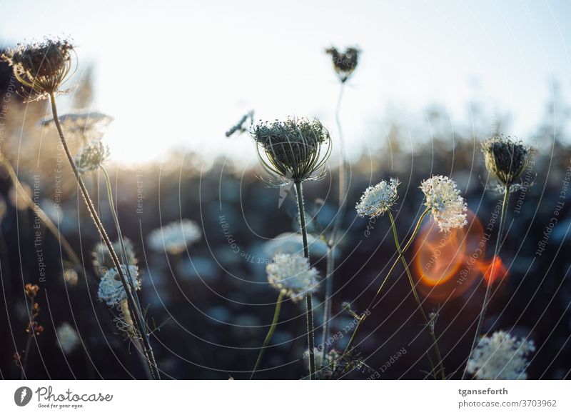 wild carrot Wild carrot Wild plant Colour photo Exterior shot bleed Shallow depth of field Summer Close-up flowers Nature Meadow Field Blossoming Environment