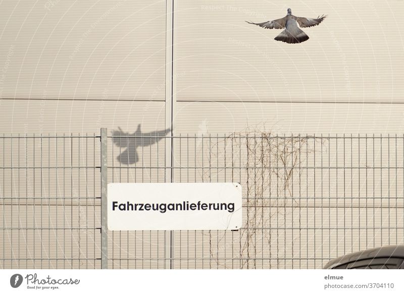 a dove flies away, its shadow can be seen behind a fence with the sign "Vehicle delivery" on a windowless facade Pigeon Shadow birds Fence Facade built Flying