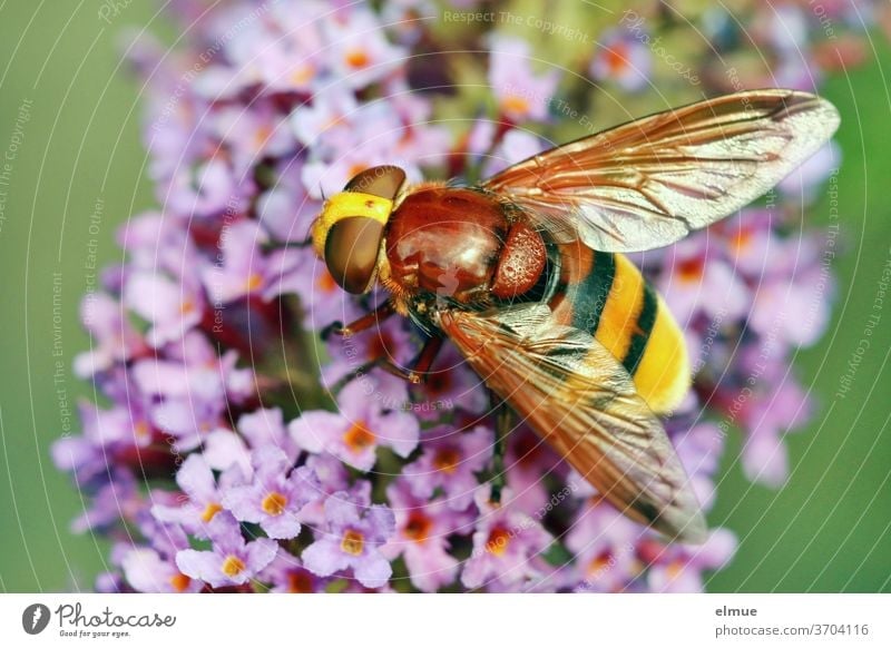 a hornet hoverfly on blooming butterfly bush Hornet hoverfly mimicry blue hoverfly Giant bumblebee hoverfly Buddleja Insect Volucella zonaria Dipterous