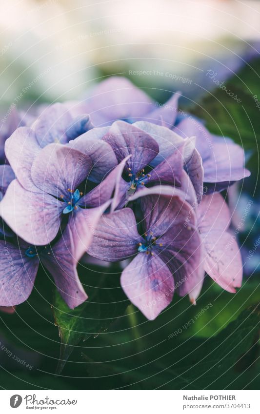 Pink and purple hidrangea in garden in summer hydrangea flower flowers petals colorful flowering leaves close-up hortensia vibrant details plants vivid season