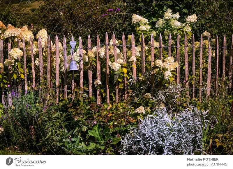 Beautiful flower garden with white hydrangeas and wooden fence beautiful flower beds flowers gardening summer colourful outside spring season plant park
