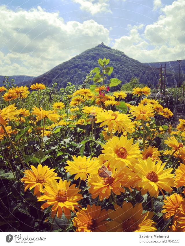 yellow flowers landscape, yellow, flowers, insects, mountain, sky, clouds green Nature Sky Clouds Summer Day Yellow Exterior shot Plant