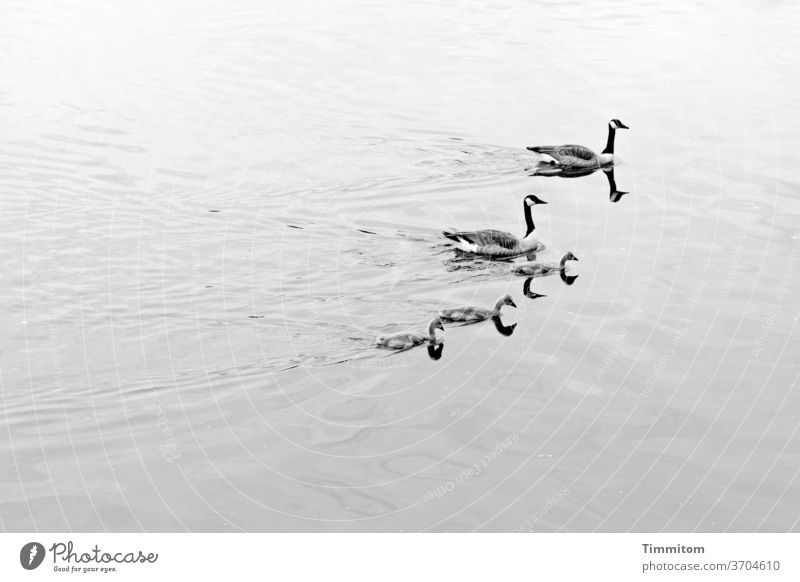 Five water birds - 10 heads waterfowl Canadian goose 5 be afloat Lake Constance reflection Reflection in the water Water Waves Animal Black & white photo