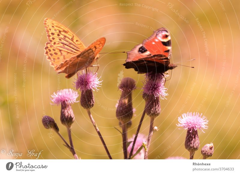 Butterflies on a thistle Butterfly Macro (Extreme close-up) Insect Nature Summer Plant Deserted Exterior shot Colour photo bleed Animal portrait #miracle