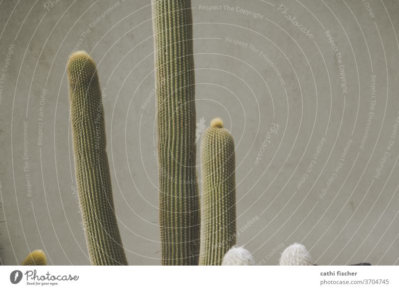 cactus Cactus cacti Monochrome green Gray Botany Plant Close-up background Copy Space right Wall (barrier) already botanical