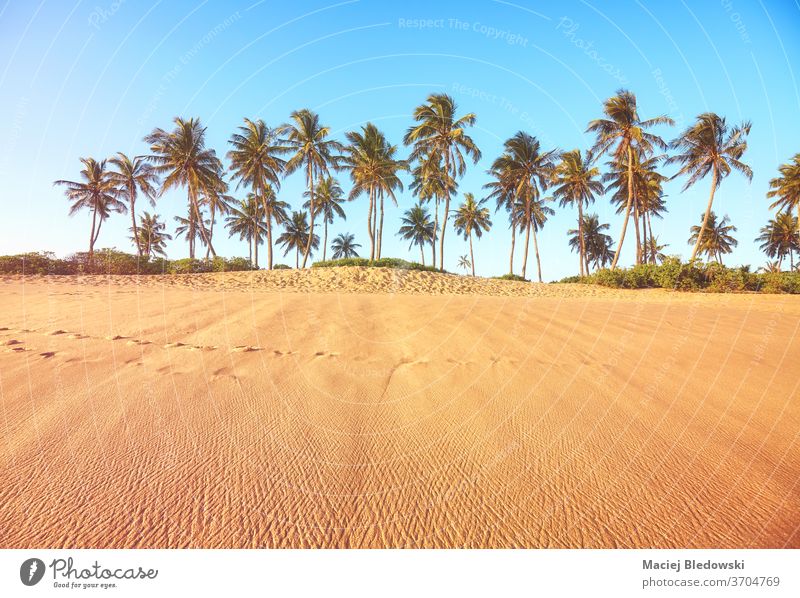 Tropical beach with coconut palm trees at sunset. summer nature tropical relax getaway holidays vacation sand sky no people peaceful calm coast island landscape