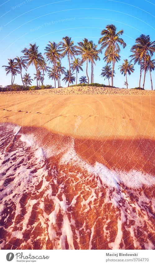 Tropical beach with coconut palm trees at sunset. summer nature tropical water sea relax getaway holidays vacation sand sky no people peaceful calm coast island