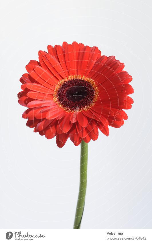 gerbera Gerbera flowers bleed Orange variegated garden flower Ornamental plant Plant composite asteraceae ETHIOPIAN ASTERS BASKET FLOWERING PLANTS BLUETE Garden