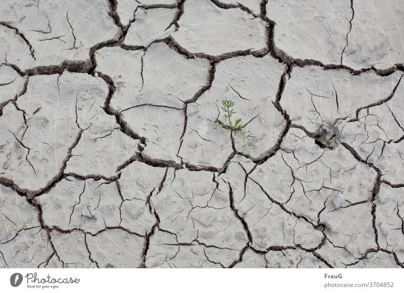 it is much too dry - it should rain again! Earth Ground Dry aridity Surface ripped Crack & Rip & Tear Drought Summer Hot Climate small plant survival artist