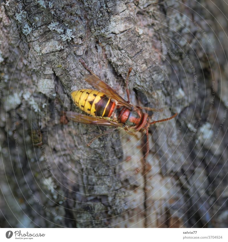 Hornet and fly hornet Insect Nature Animal Grand piano Close-up Fly Colour photo Deserted Compound eye Tree trunk bark wasp Vespa crabro