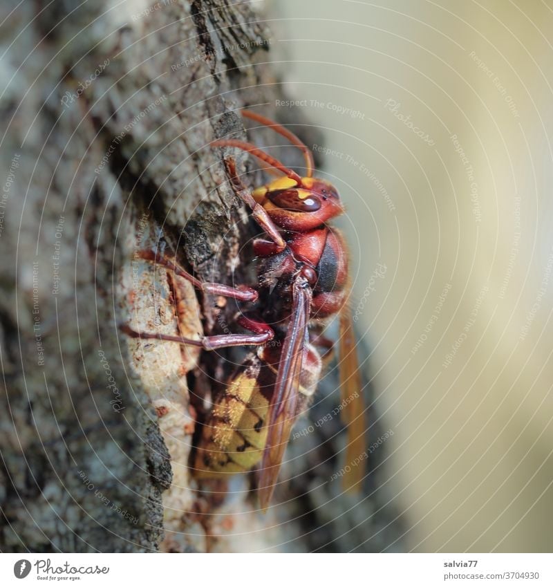 Hornet very close hornet wasp Vespa Insect Macro (Extreme close-up) Nature bark tree Close-up Animal Shallow depth of field 1 Grand piano Animal portrait Feeler