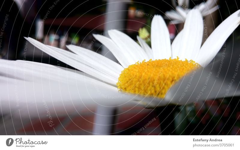 Daisies Photos, Download The BEST Free Daisies Stock Photos & HD Images