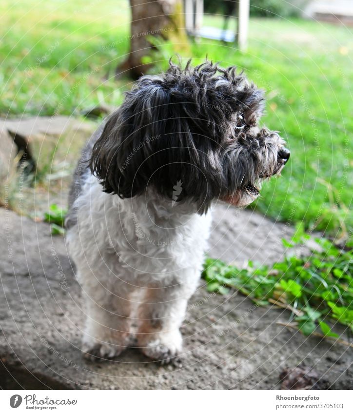 Cute Shaggy Dog Looks Into The Distance A Royalty Free Stock Photo   3705103 Cute Shaggy Dog Looks Into The Distance Dog Looking Pet Photocase Stock Photo Large 