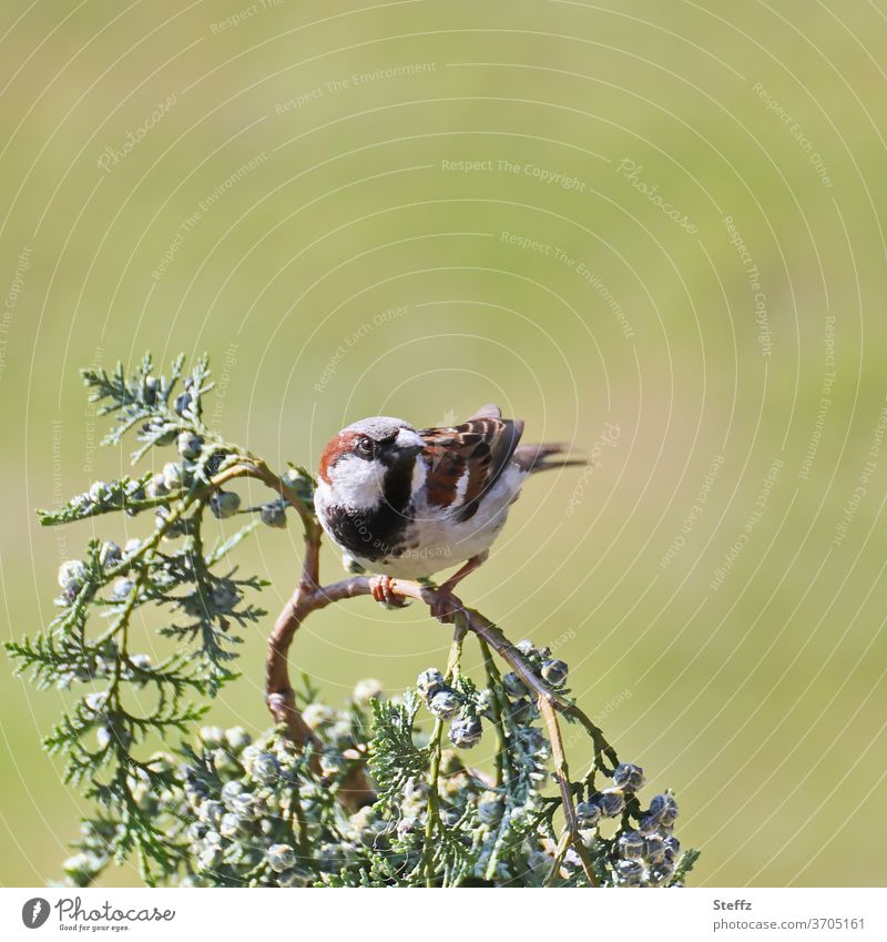 short pause on a branch Sparrow House sparrow Bird songbird Break passer domesticus Cute vigilantly Watchfulness nimble observantly To hold on look around