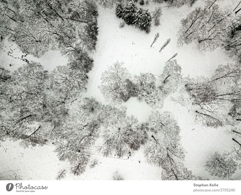 Trees from above snow covered in winter filmed by a drone background tree nature season wood pine outdoor snowy landscape weather ice frozen frost forest cold