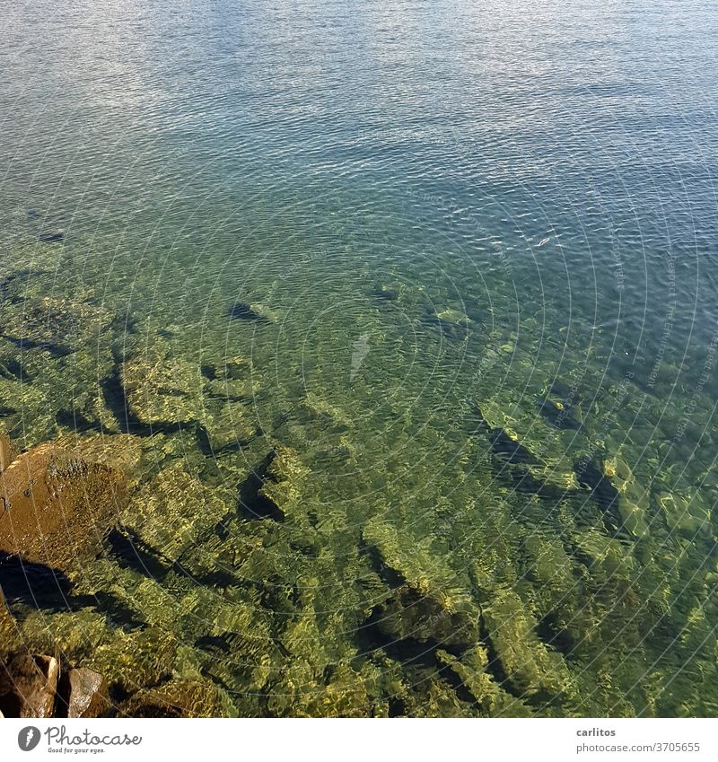 The lake bottom of the Bodensee Lake Lake Constance Water stones sound reflection green turquoise Blue Reflection Waves Nature Summer Lakeside Beautiful weather
