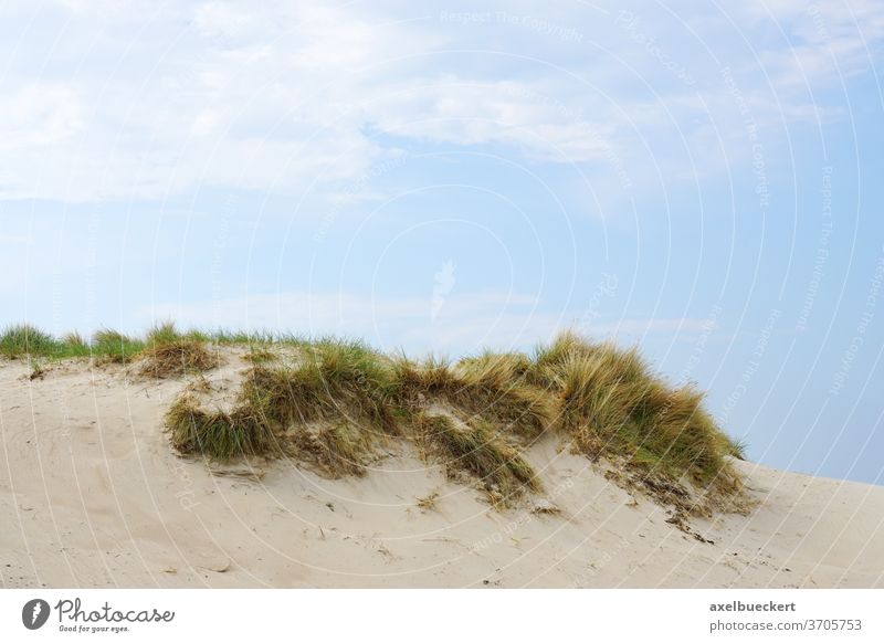 marram grass on sand dune dunes beach seaside baltic germany coastal sandy landscape nature background foreshore vacation hill mecklenburg ocean sky summer