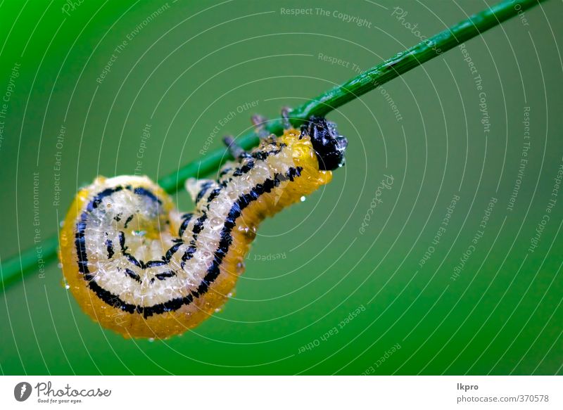 caterpillar of Papilionidae in the head branch fe Summer Garden Nature Plant Switch Hair Drop Wild Blue Brown Yellow Gray Green Black Colour