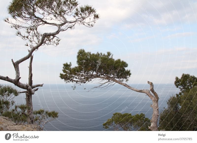 bizarrely shaped pine trees on the steep bank of Mallorca's west coast with a view of the Mediterranean Sea with sky and clouds Tree Stone pine Bizarre Majorca