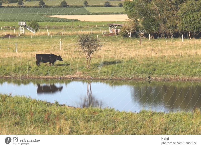 Idyll in the country - black cow on a meadow by a small lake with reflection chill Black Landscape Nature rural Animal Exterior shot Meadow Willow tree