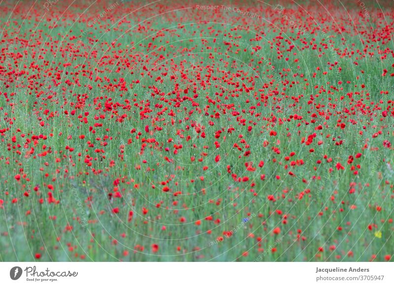large blooming poppy field Poppy field blossom Blossoming Red great huge green luminescent Nature Plant flowers Summer bleed Poppy blossom Exterior shot
