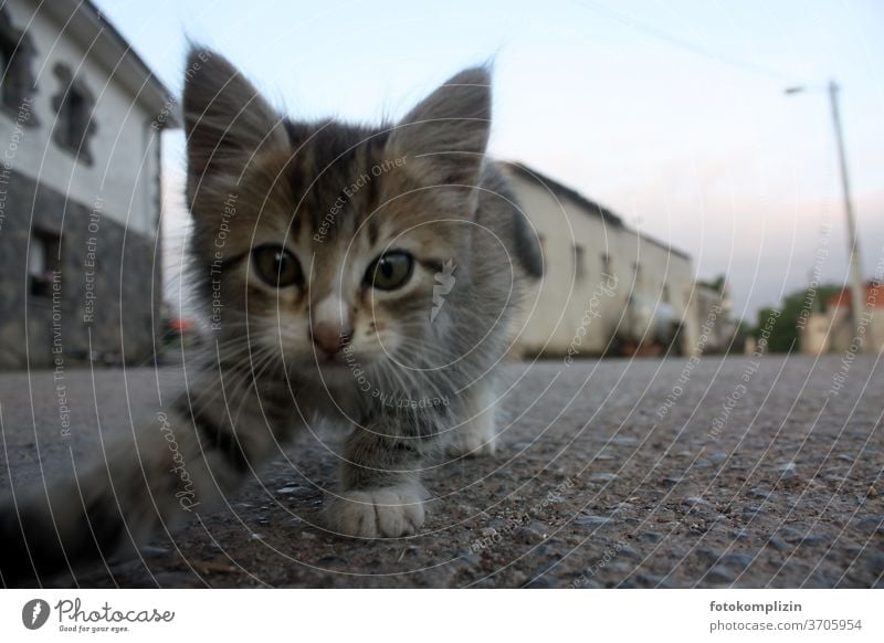 Good morning - curious little kitten looking at camera on a spanish village street Cat Small inquisitorial Animal portrait Pet Cat eyes feline Cat's head Cute