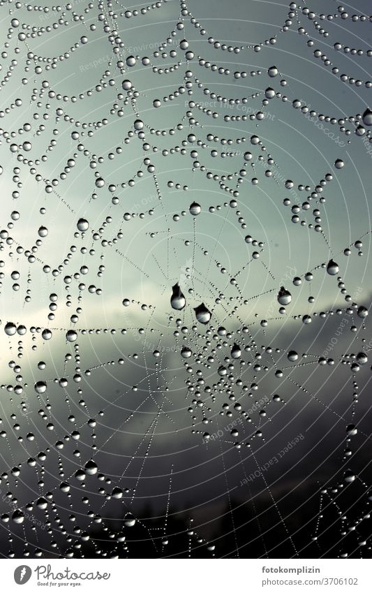 raindrops or dewdrops on a spider's web dew drops Spider's web Drops of water Dew Wet Fresh Detail Close-up Macro (Extreme close-up) Water Rain Nature Net