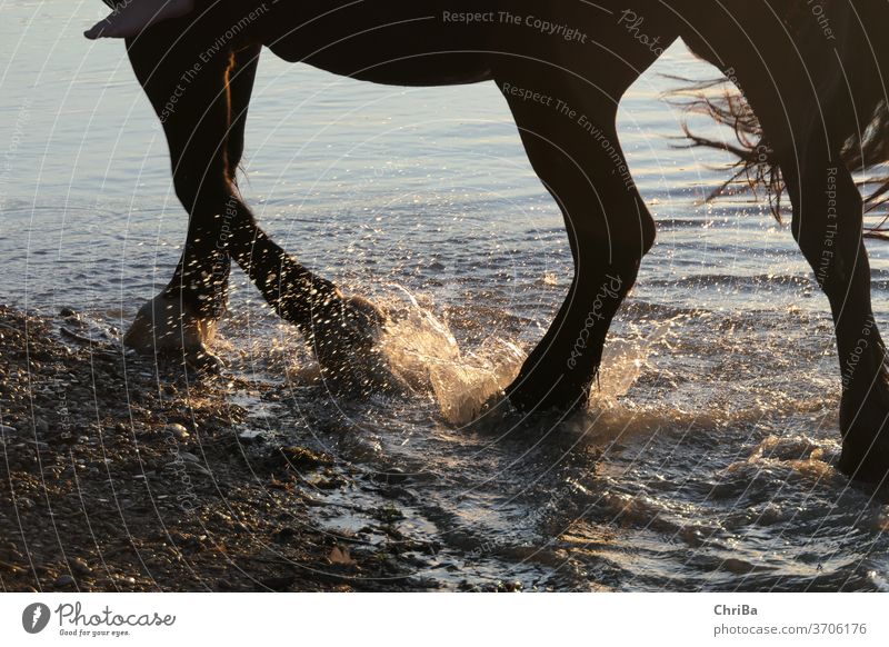Detailed view of horse legs and hooves during a ride on the beach, sunset light Horse Animal Nature Exterior shot Vacation & Travel animal Bangs mammal freedom