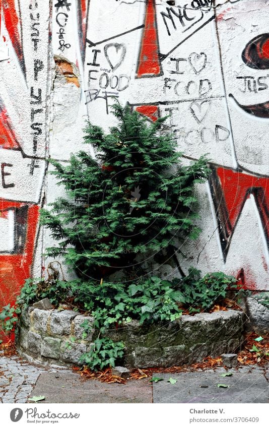 City green I walled in conifer in front of graffiti Conifer Plant Nature Exterior shot Environment little trees Graffiti Colour photo Red White Day Ivy