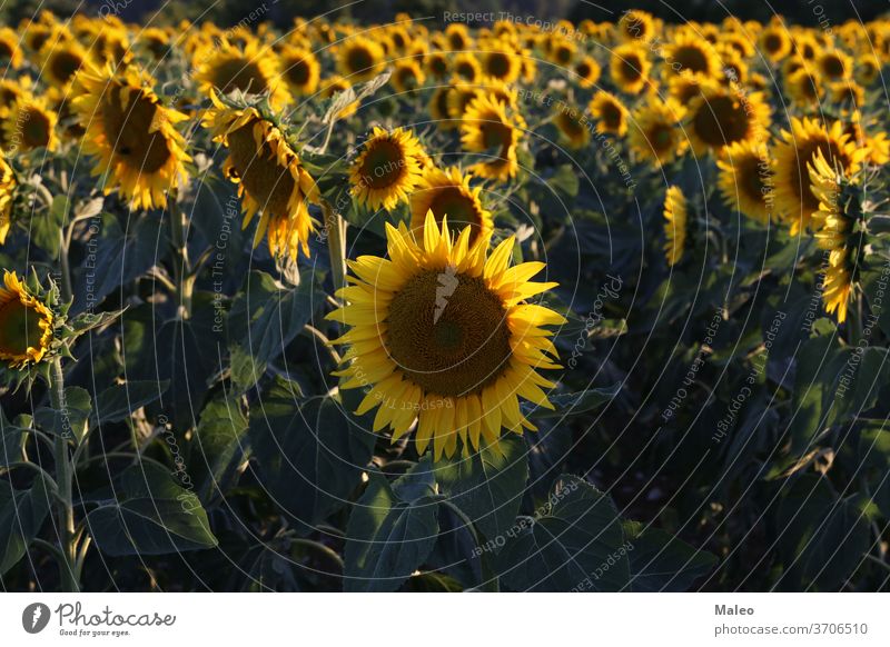 Yellow sunflower in a field on a green background agriculture beautiful blooming blossom blue botanical bright circle closeup cloud colorful colors country