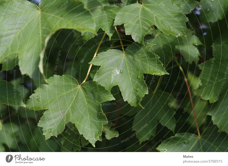 Green leaves with drops of moisture after rain background beautiful bright close closeup color dampness dew dewdrops droplets environment flora foliage fresh