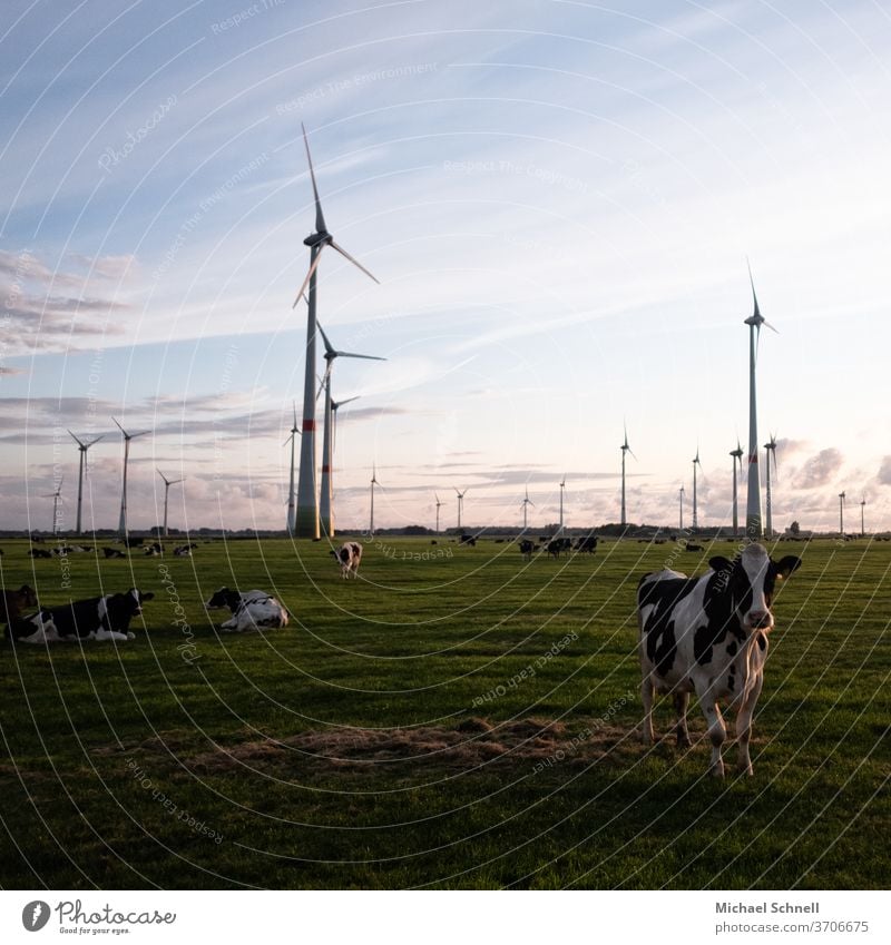 Cows and wind turbines Cattleherd chill Nature Exterior shot Farm animal Meadow Colour photo Animal Willow tree Deserted Herd Group of animals Day Country life