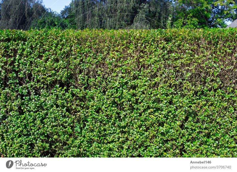 Green hedge with blue sky and trees on the background, closeup of a hedge home garden in the summer nature green grass plant natural field fence wall leaf