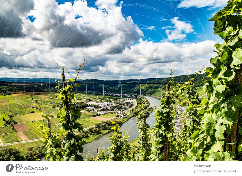 wine dream Hunsrück Moselle valley Sunlight Mosel (wine-growing area) River bank Lanes & trails Idyll tranquillity Wine growing Rhineland-Palatinate Adventure