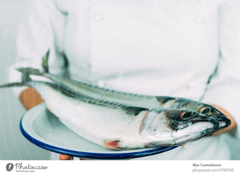 Woman in chef's clothes showing a dish with fresh fish. Kitchen concept. mackerel hand person professional kitchen natural wildlife seafood white jacket market