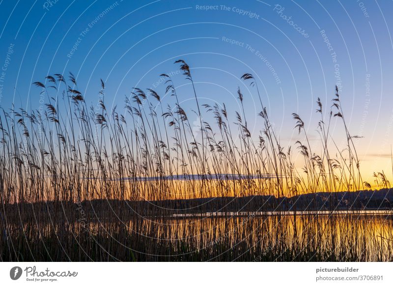 Evening atmosphere at the lake Sunset reed bank Lake Water Sky Colour reflection Horizon hillock Plant Reflection Exterior shot Landscape Calm Deserted Lakeside
