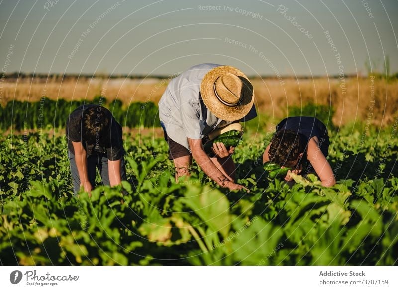 Farmer with kids harvesting vegetables in field farmer together pick collect zucchini green agriculture fresh organic natural grandson grandfather cultivate