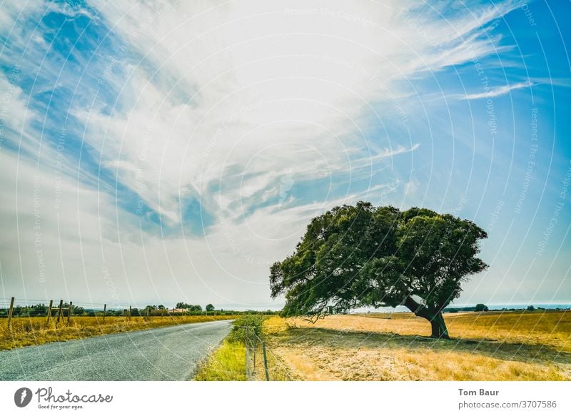 Tree in nowhere tree Sky Sun Street Meadow arid Drought Exterior shot Clouds Nature Field Light Blue green Sunlight Lanes & trails Environment Deserted