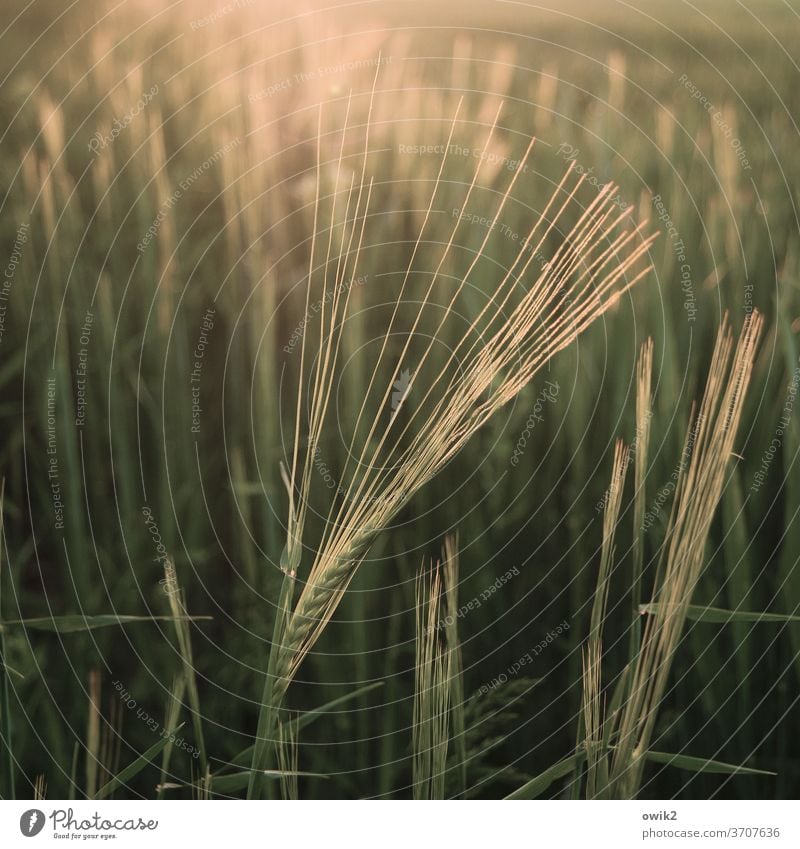 sheaves Barley ear Barleyfield Agricultural crop Beautiful weather Plant Landscape Nature Environment Field Illuminate Glittering Near Warmth Calm Purity Idyll
