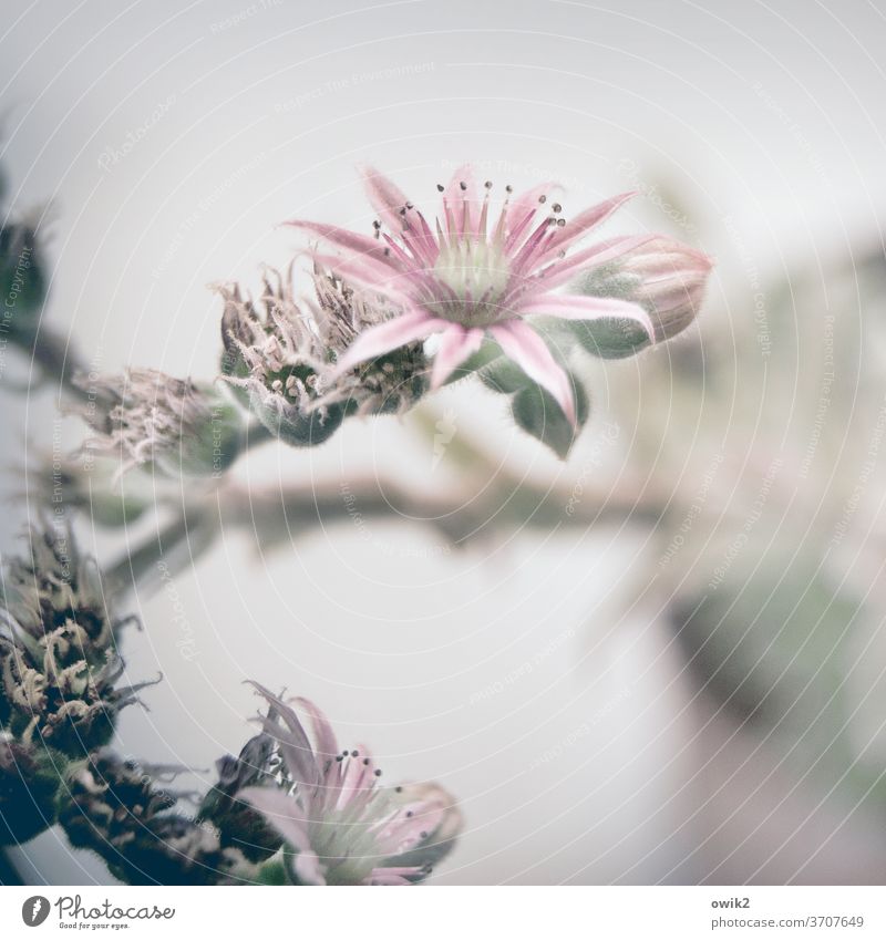 houseleek Thick leaf plants Plant Succulent plants Close-up flaked bleed Nature green Colour photo Botany Subdued colour Detail Decoration Growth Cactus